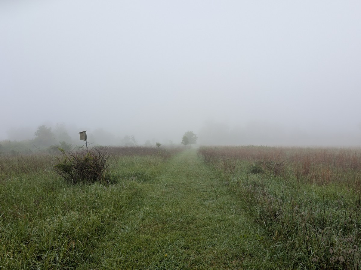 Whispers in the Mist