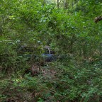 Lost in the woods