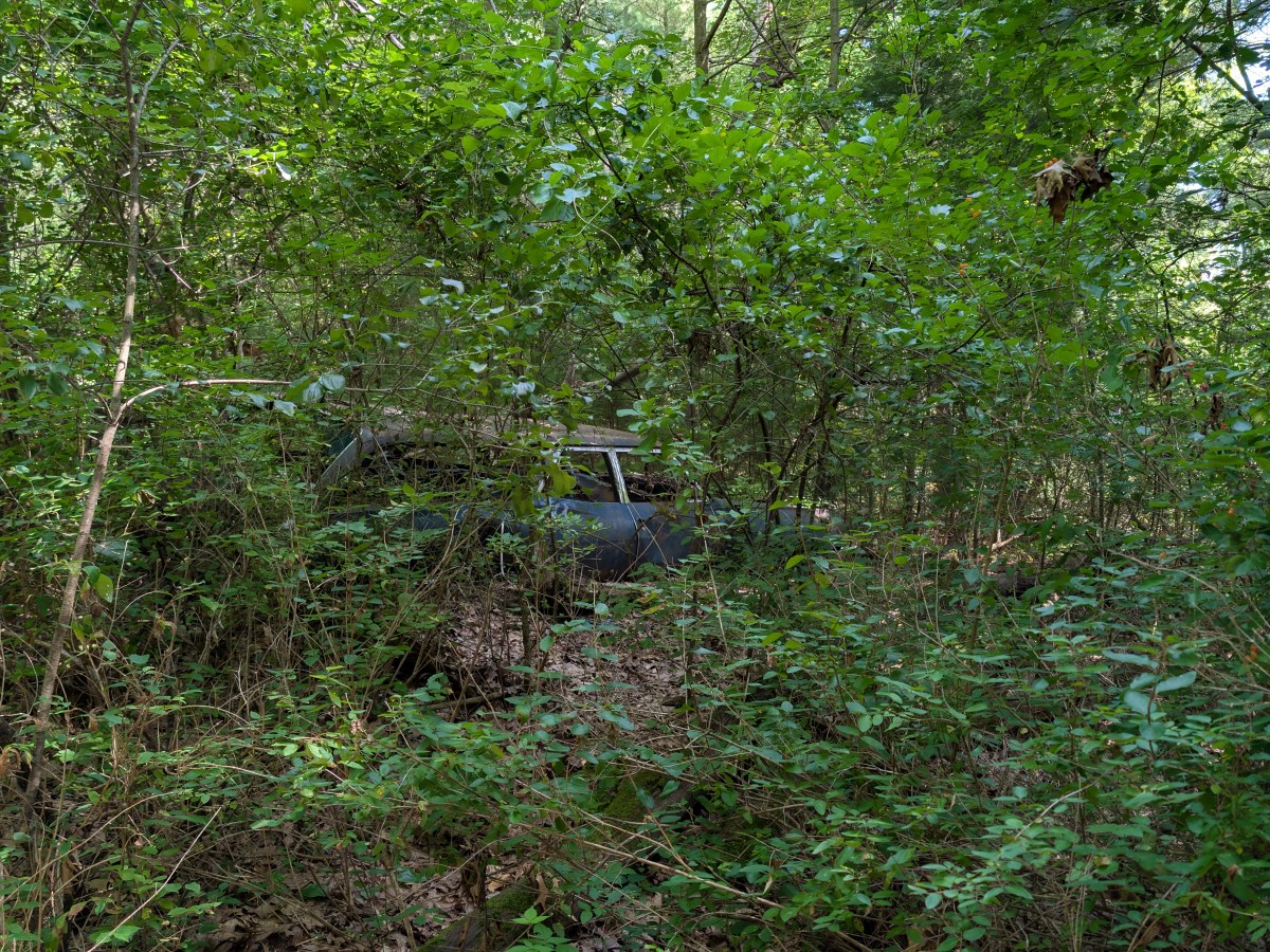 Lost in the woods