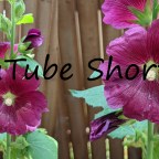 Summer Hollyhocks – Video