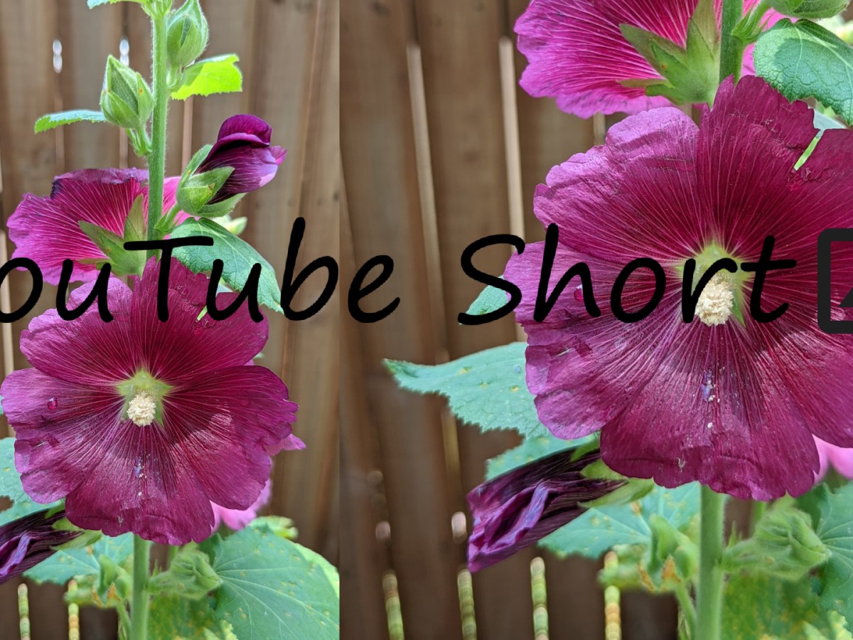 Summer Hollyhocks – Video