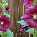 Summer Hollyhocks