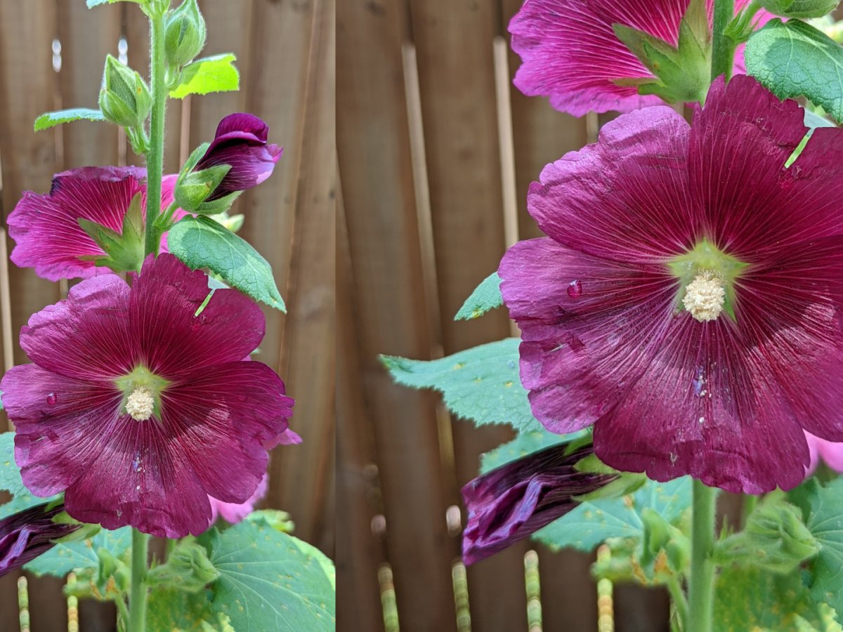 Summer Hollyhocks
