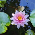 Heart of the Water Lily