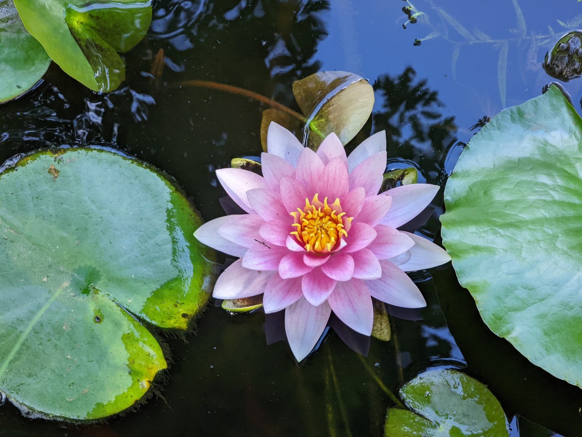 Heart of the Water Lily