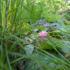 The Unveiling of the Water Lily