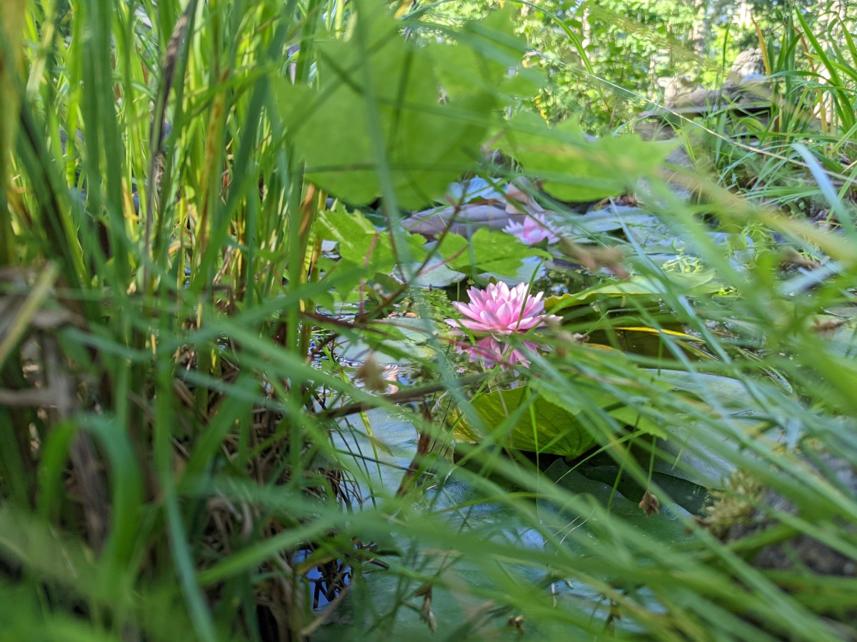 The Unveiling of the Water Lily