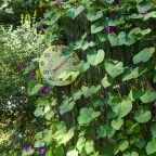 A Morning Glory’s Keep