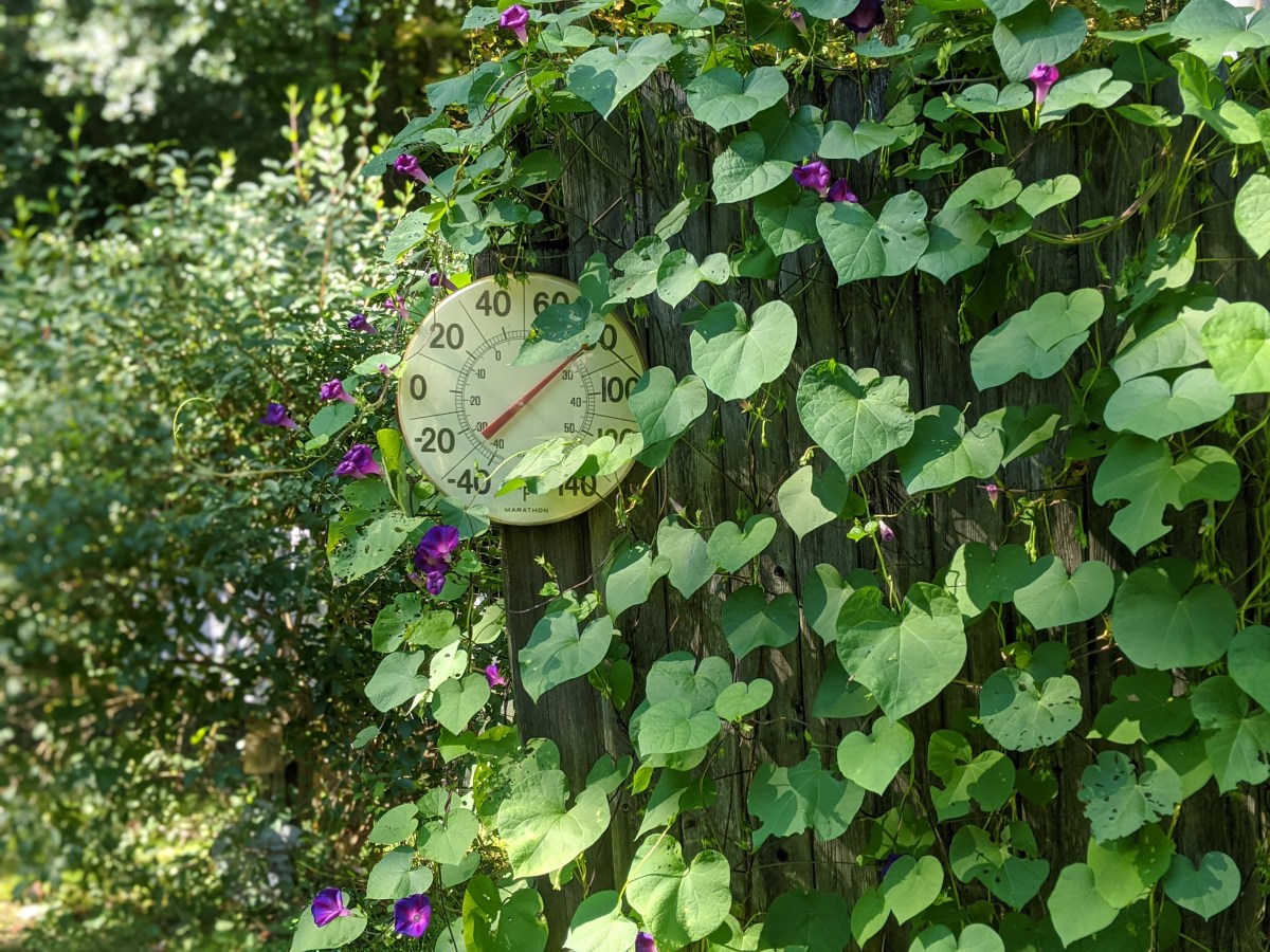A Morning Glory’s Keep